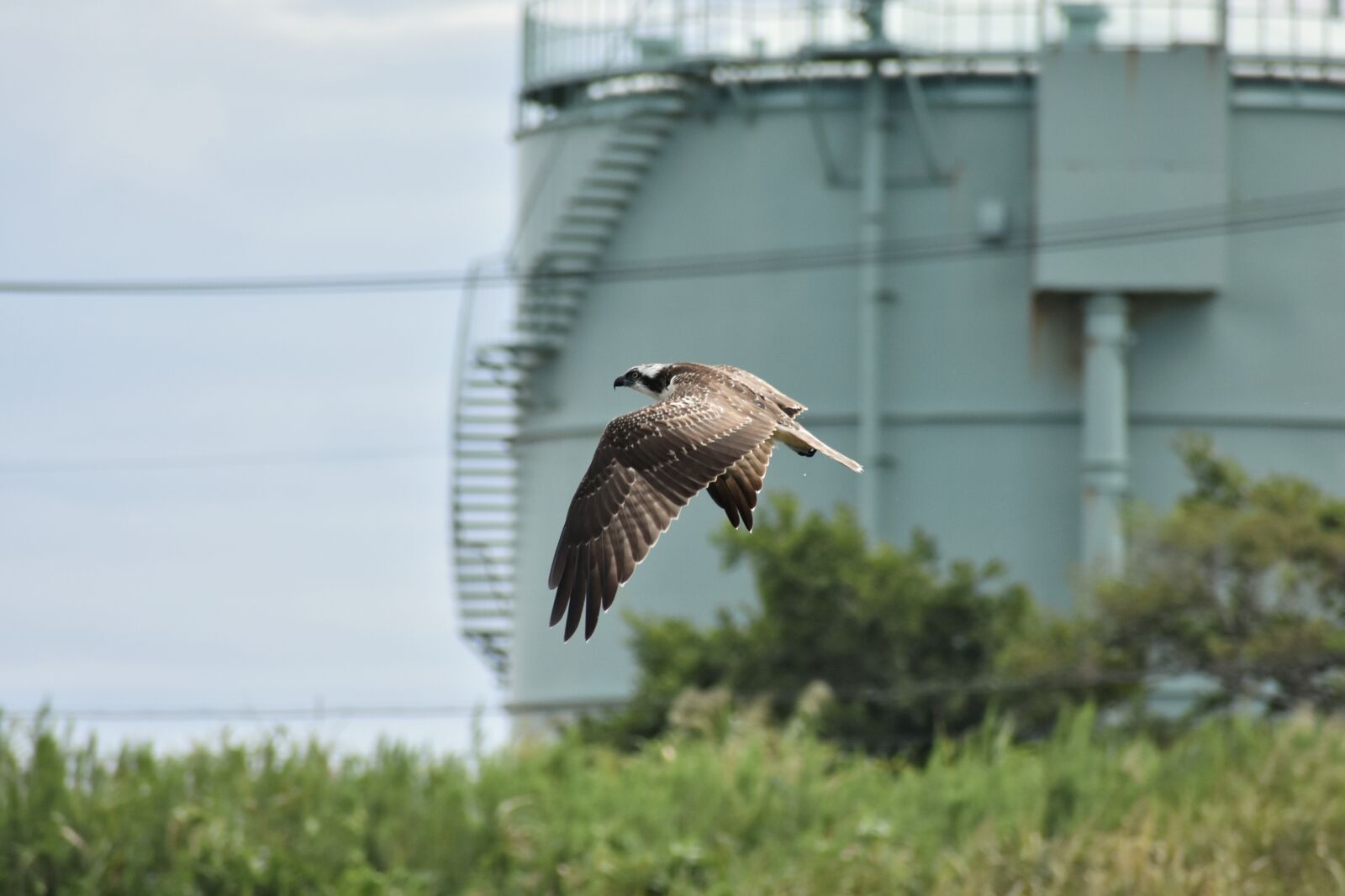Nikon D7200 sample photo. Animal, river, grass photography