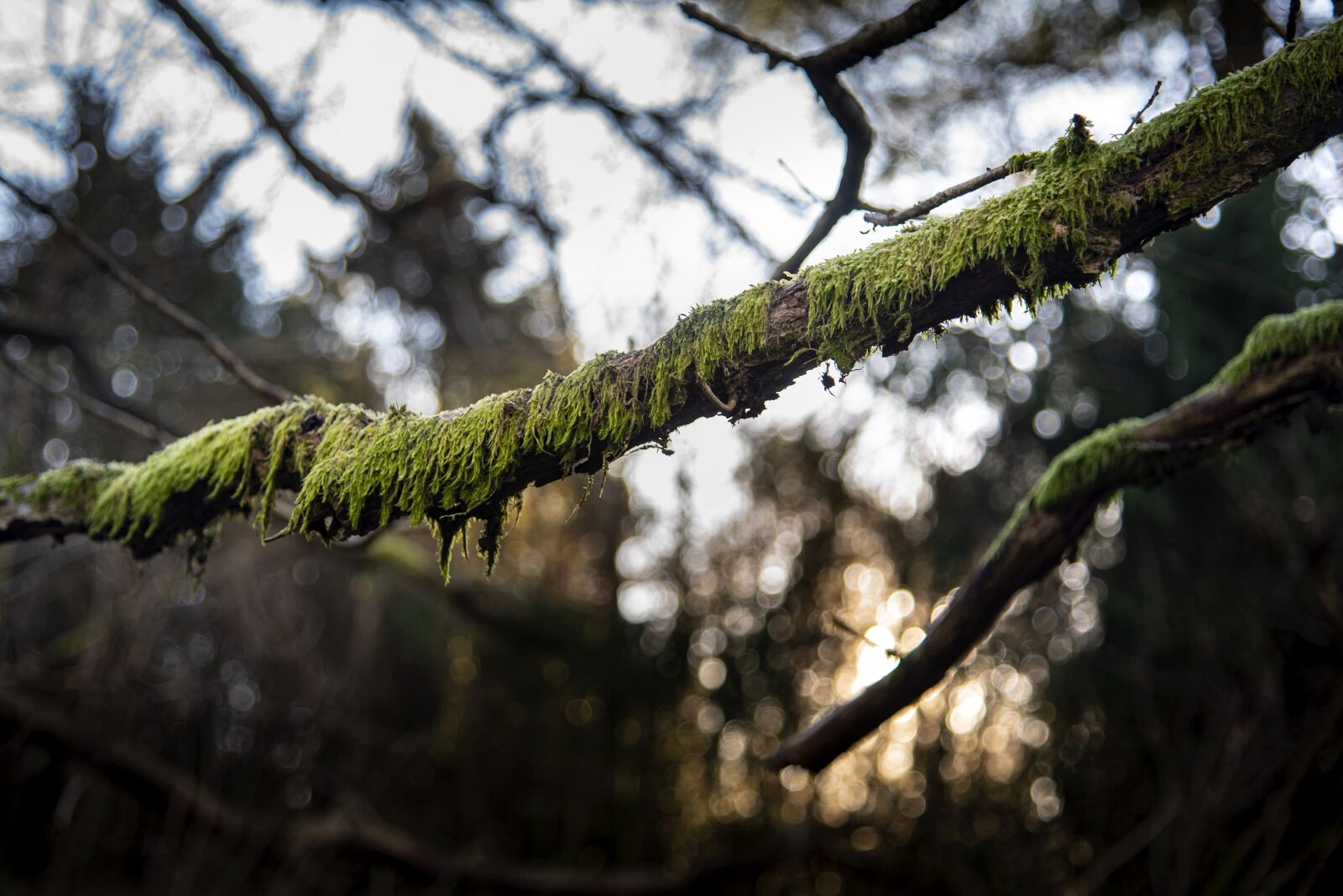 Nikon D750 sample photo. Branch, moss, green photography