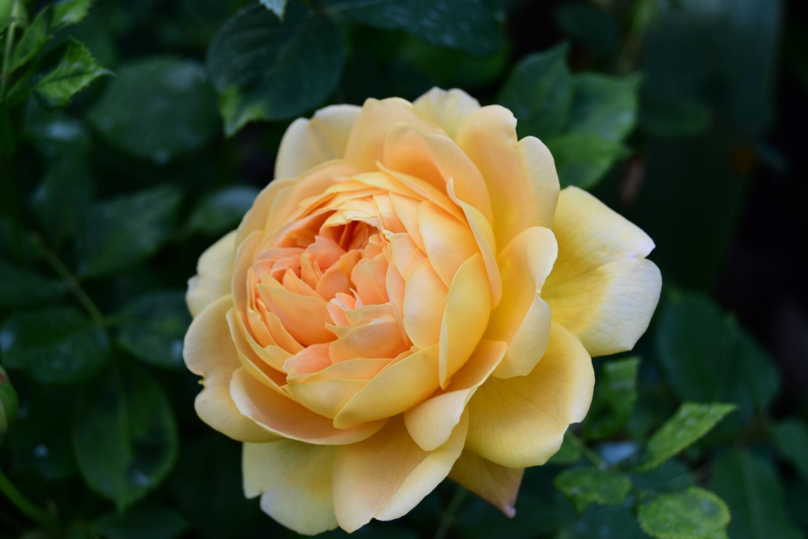 Nikon D5600 sample photo. Yellow rose, rose, beautiful photography