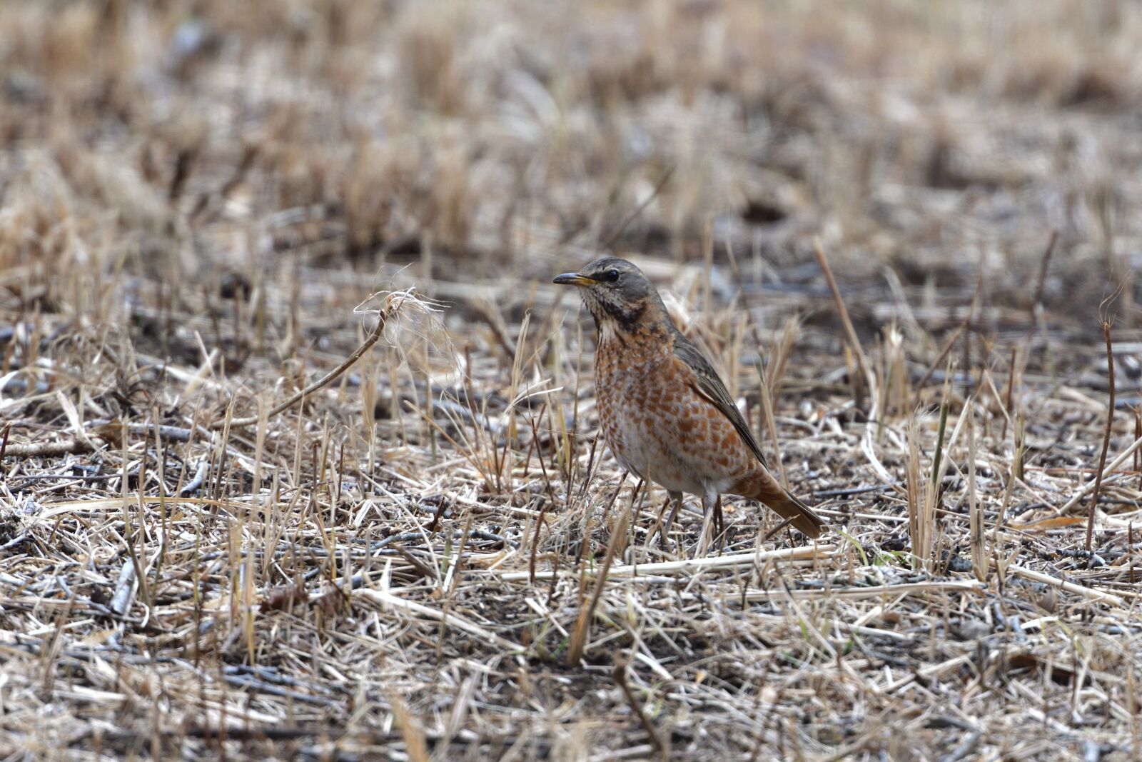 Nikon D500 sample photo. Natural, wild animals, bird photography