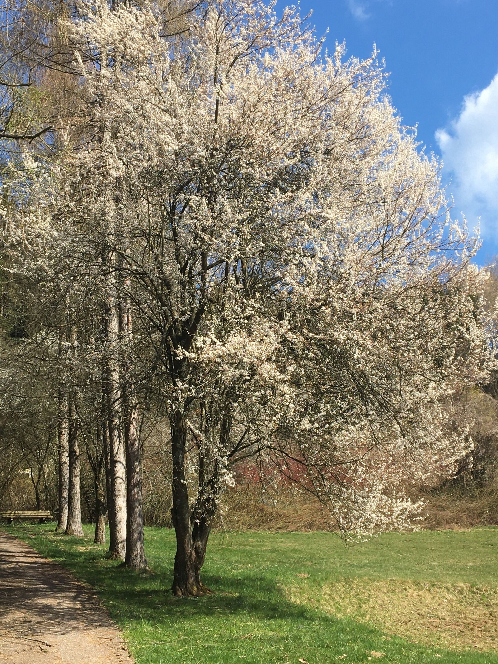 Apple iPhone 6s sample photo. Tree, nature, forest photography