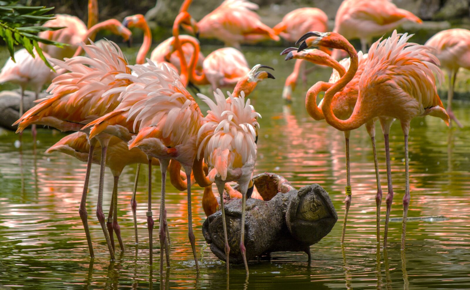 Canon EOS 600D (Rebel EOS T3i / EOS Kiss X5) sample photo. Nature, birds, wild life photography