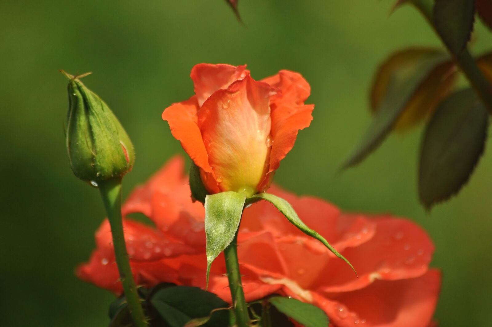Nikon D90 sample photo. Flowers, roses, bud photography