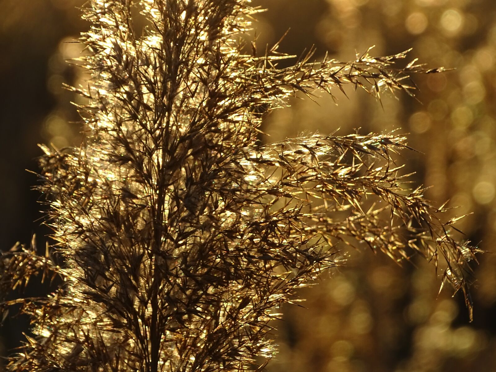 Sony Cyber-shot DSC-HX400V sample photo. Sunset, gold, ear photography