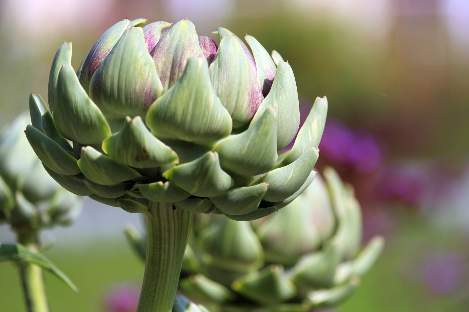 Canon EOS 700D (EOS Rebel T5i / EOS Kiss X7i) + Canon EF-S 55-250mm F4-5.6 IS STM sample photo. Flower, artichoke, bud photography