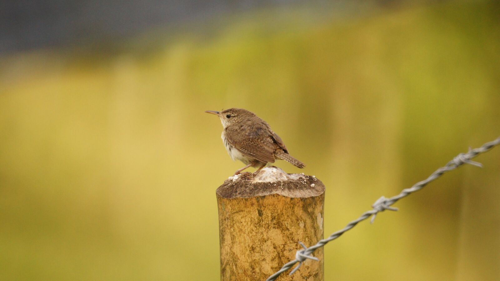 Sony SLT-A55 (SLT-A55V) + Sony 500mm F8 Reflex sample photo. Nature, birds, guatica photography