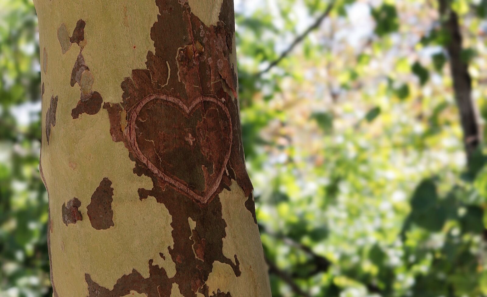 Canon EOS 80D + Canon EF 50mm F1.8 STM sample photo. Tree, heart, love photography