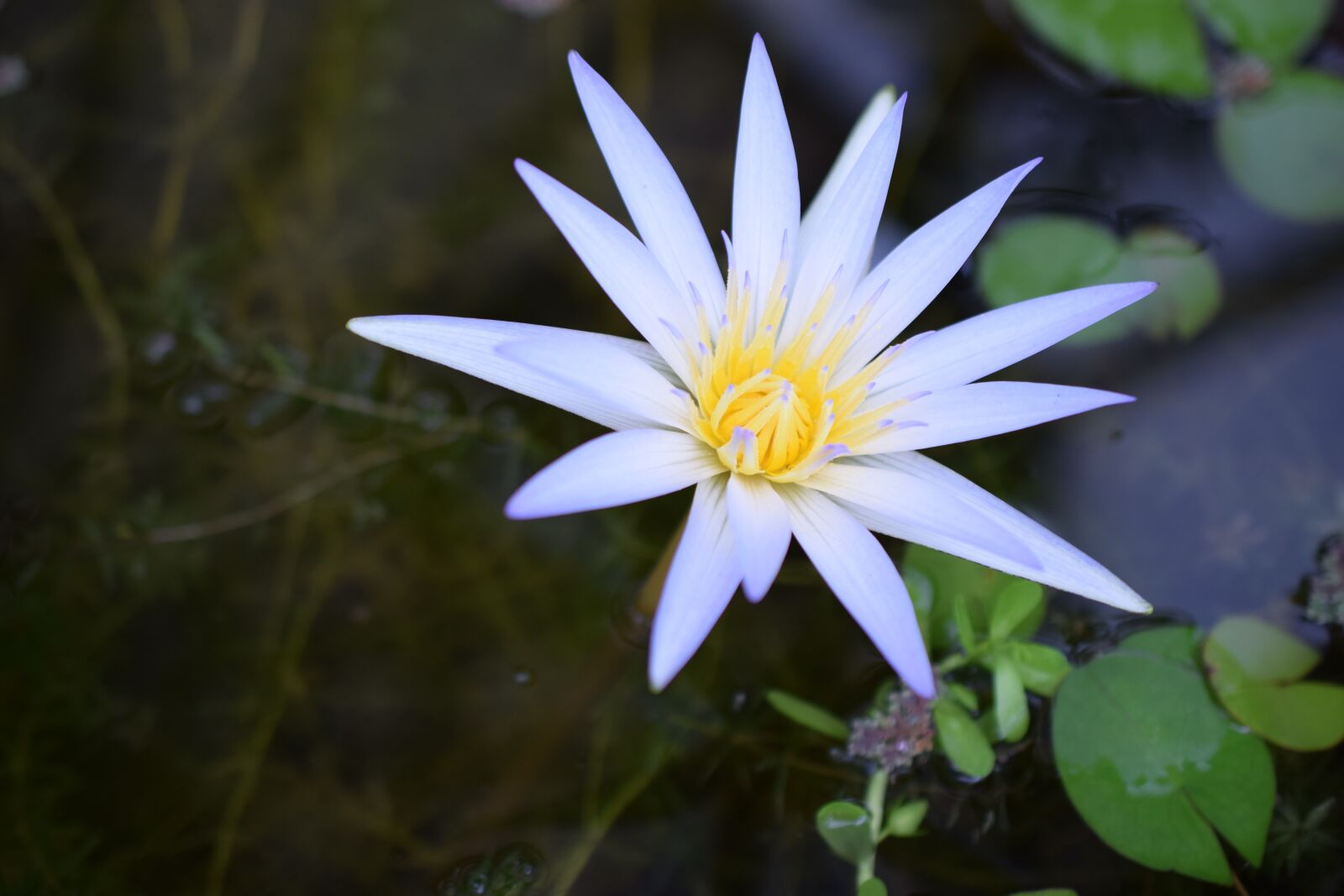 Nikon D3300 sample photo. Sacred lotus, nelumbo nucifera photography