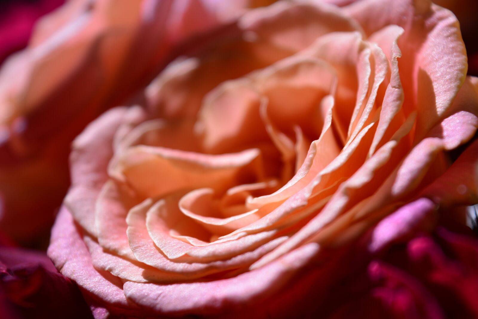Nikon D5200 sample photo. Flowers, rose, nature photography