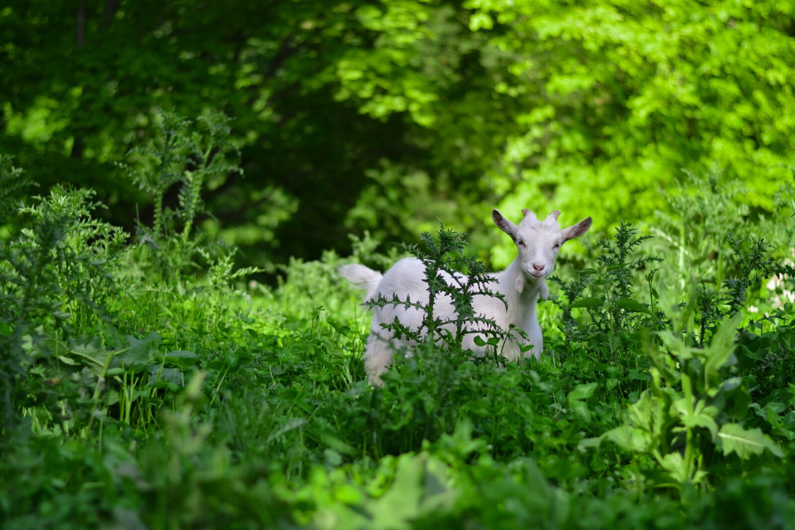 Nikon D3200 sample photo. Goat, clearing, green photography