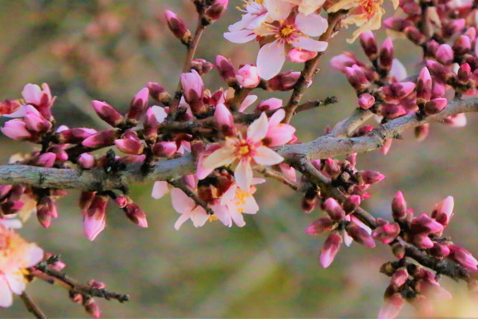 Canon EF 24-105mm F4L IS USM sample photo. Flower, bud, spring photography