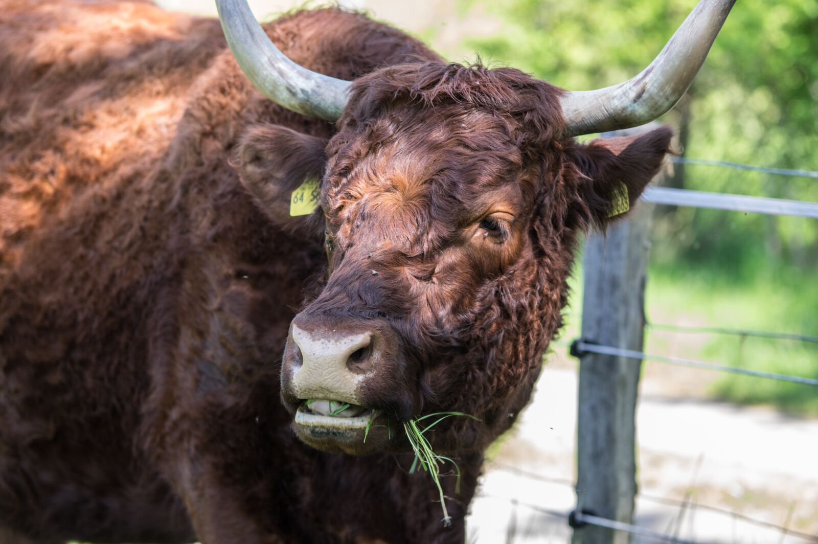 Pentax K-3 sample photo. Animal, nature, cow photography