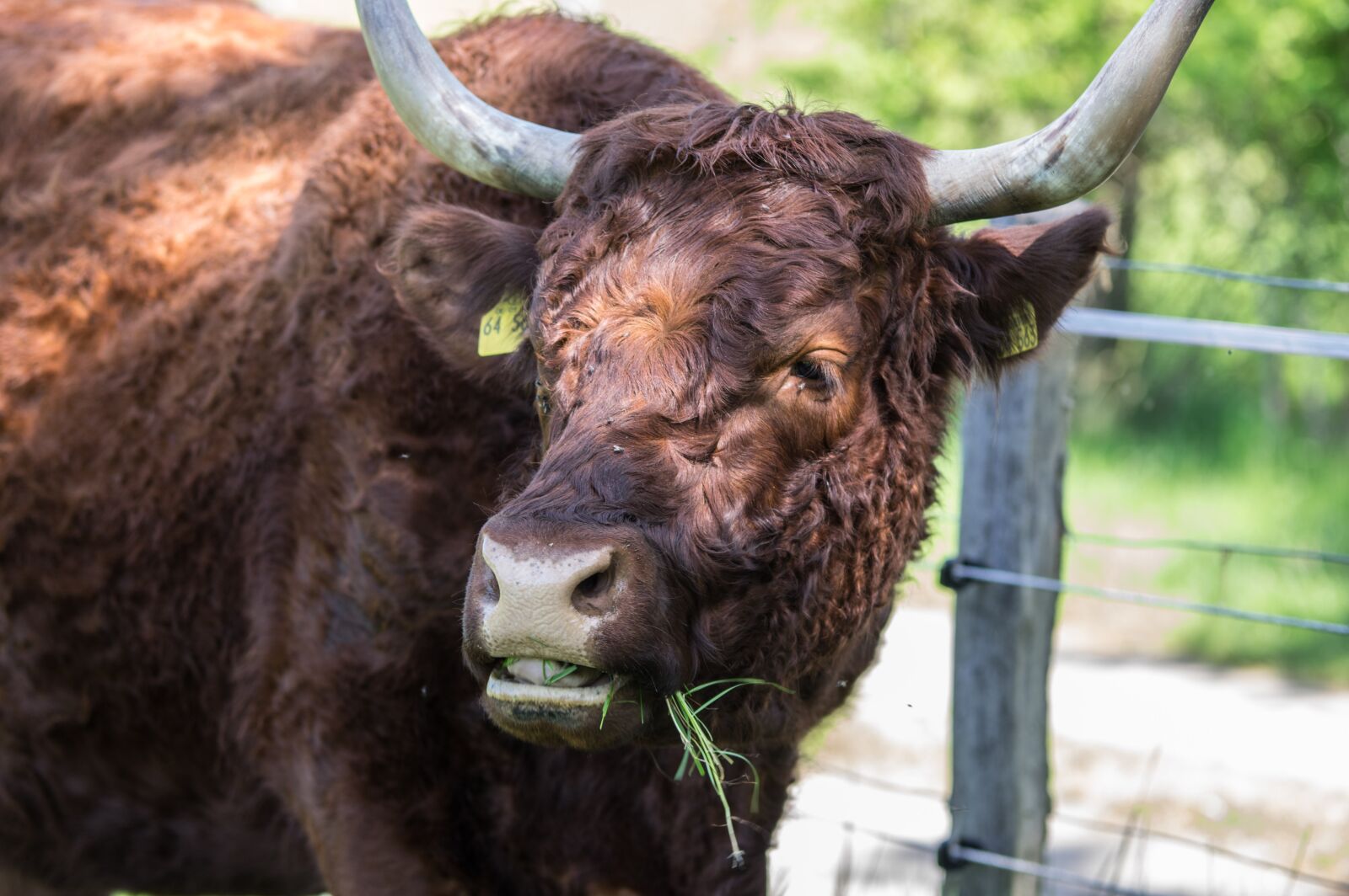 Tamron SP AF 70-200mm F2.8 Di LD (IF) MACRO sample photo. Animal, nature, cow photography