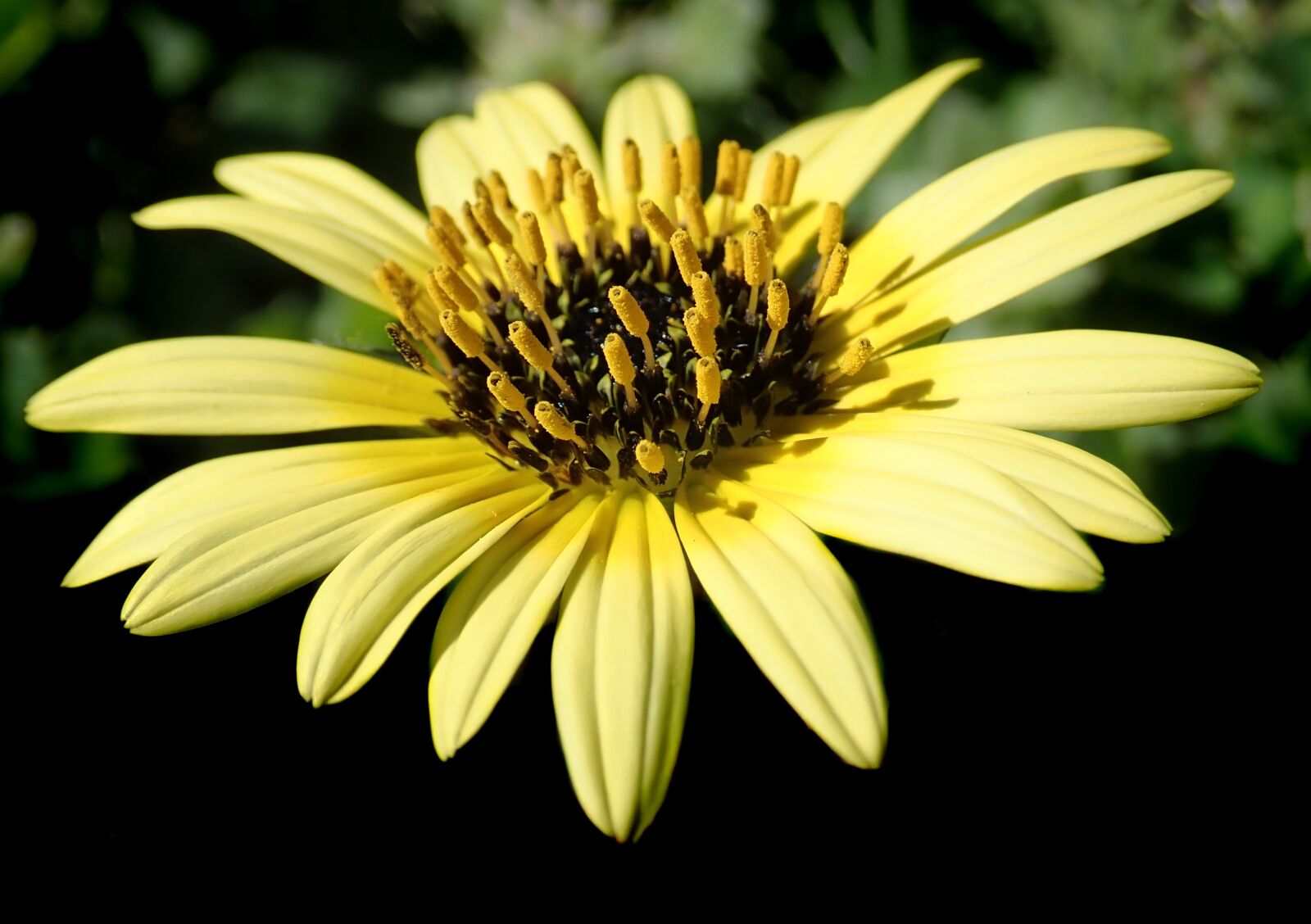 Olympus TG-5 sample photo. Daisy, cape weed, macro photography
