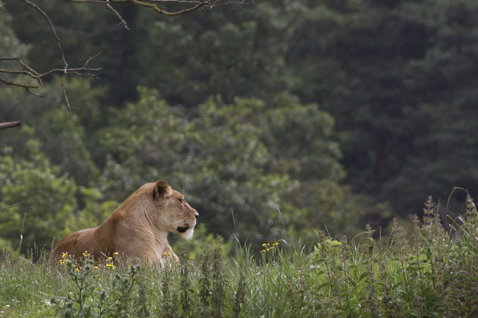 Canon EOS 7D sample photo. Lioness, wildlife park, cat photography