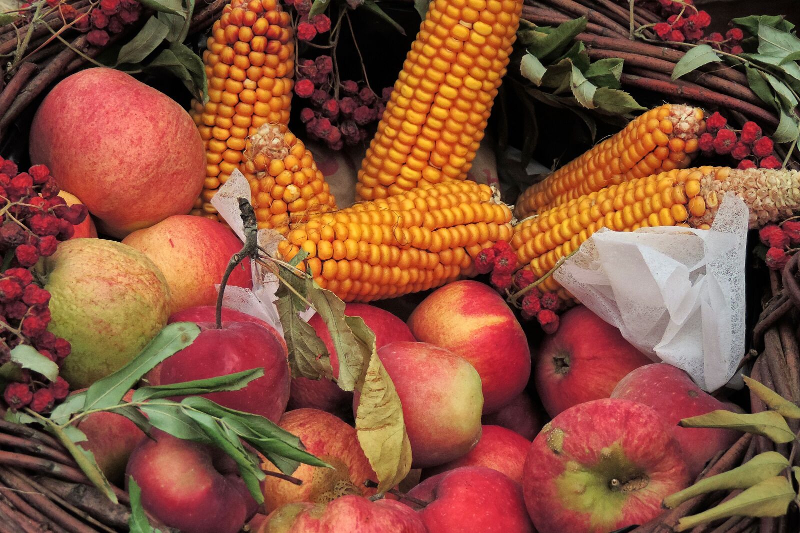 Nikon Coolpix P520 sample photo. Thanksgiving, corn, apple photography