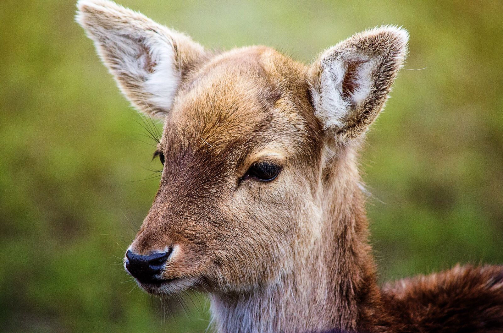 Nikon D5100 sample photo. Roe deer, fallow deer photography