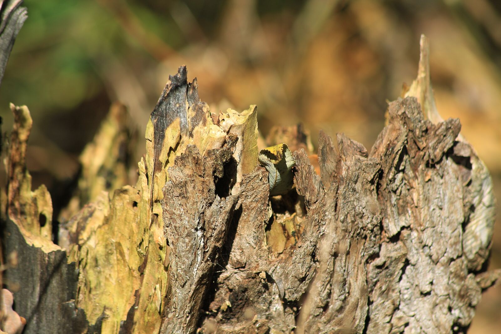 Canon EOS 700D (EOS Rebel T5i / EOS Kiss X7i) sample photo. Bark, branch, old photography
