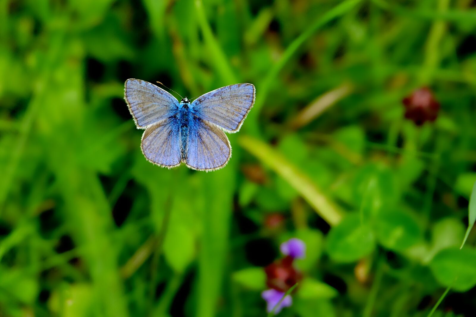 Sony Cyber-shot DSC-RX10 III sample photo. Common blue, nature, summer photography