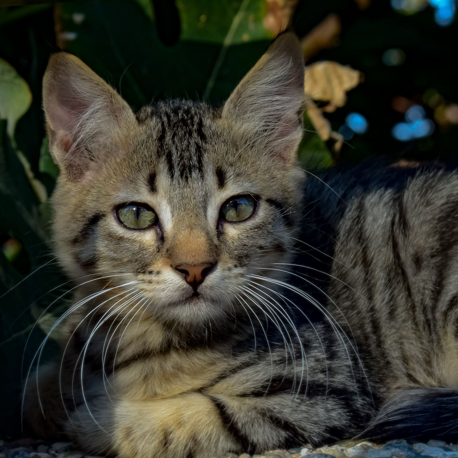 Nikon D3300 sample photo. Cat, stray, outdoors photography