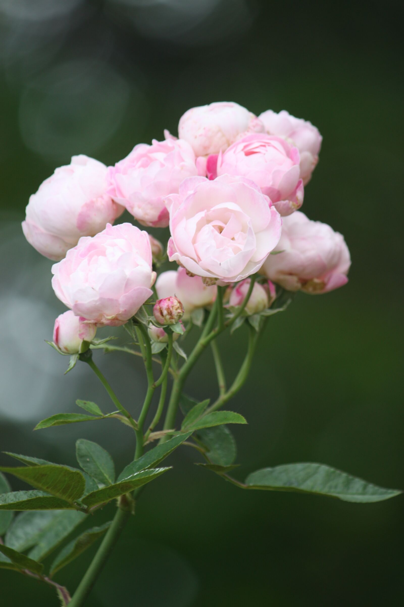 Canon EOS 450D (EOS Rebel XSi / EOS Kiss X2) sample photo. Flower, nature, flora photography
