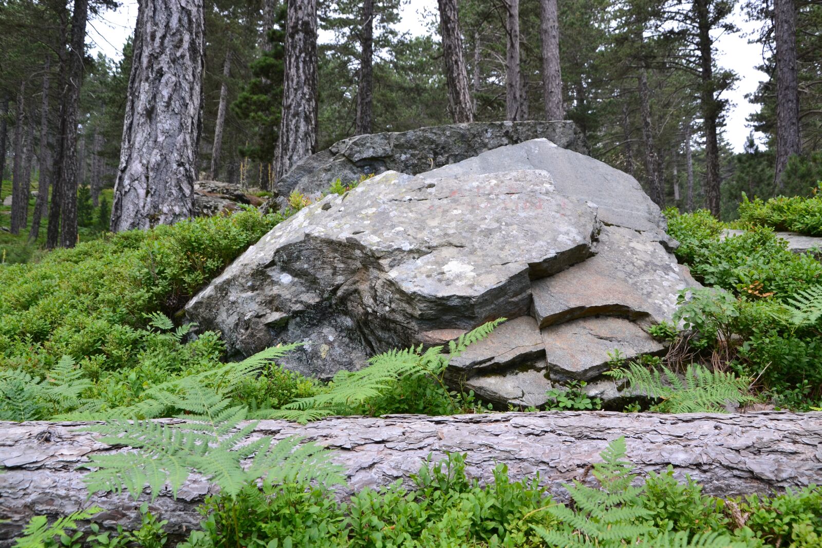 Nikon D3100 sample photo. Forest, green photography