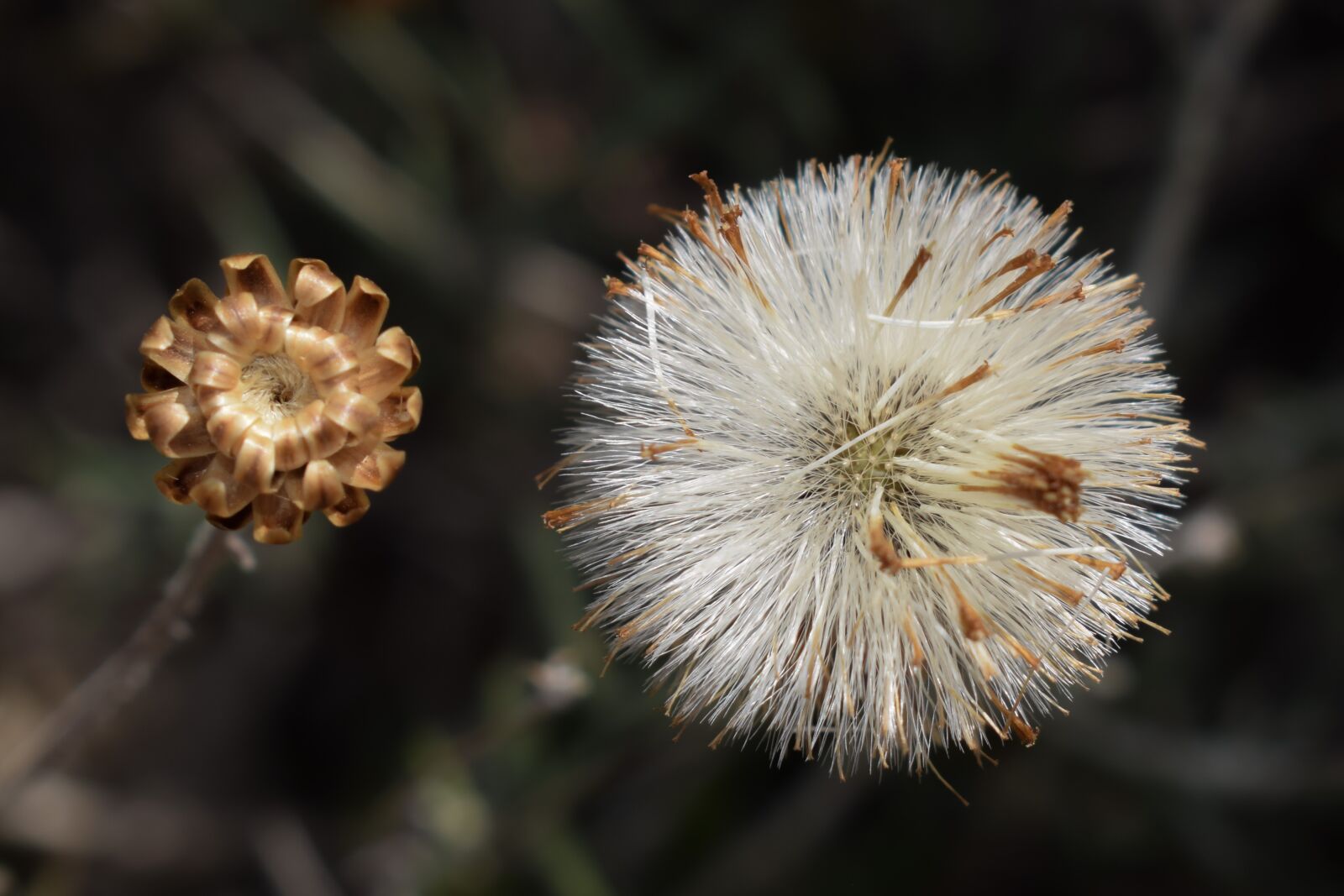 Nikon D3300 sample photo. Flower, wildflower, nature photography