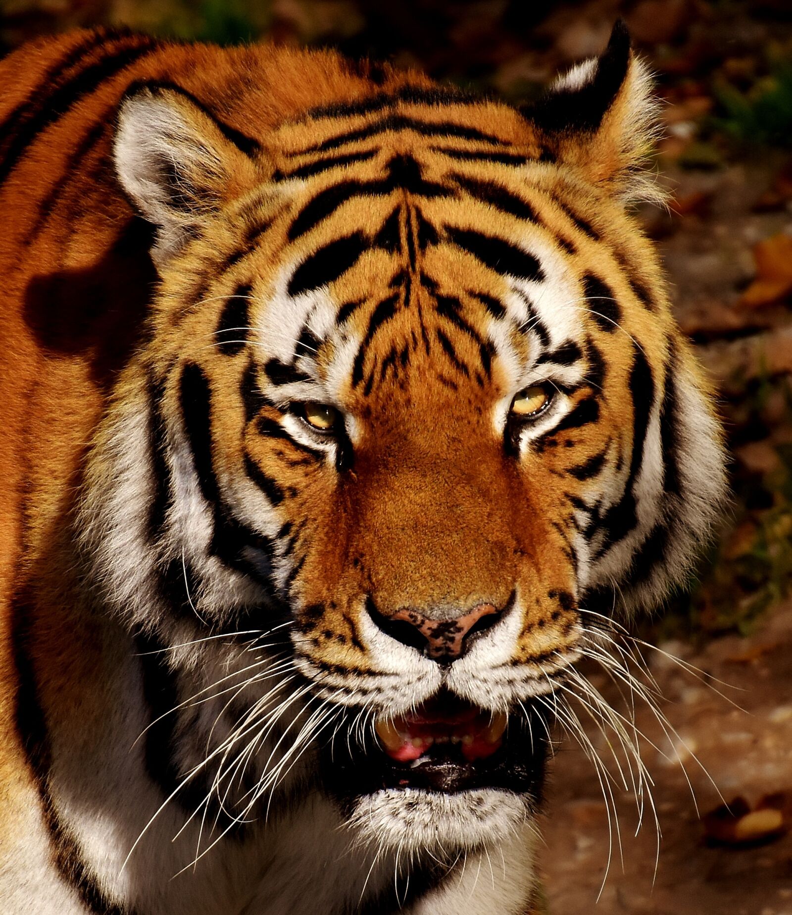Nikon D7200 sample photo. Tiger, predator, fur photography
