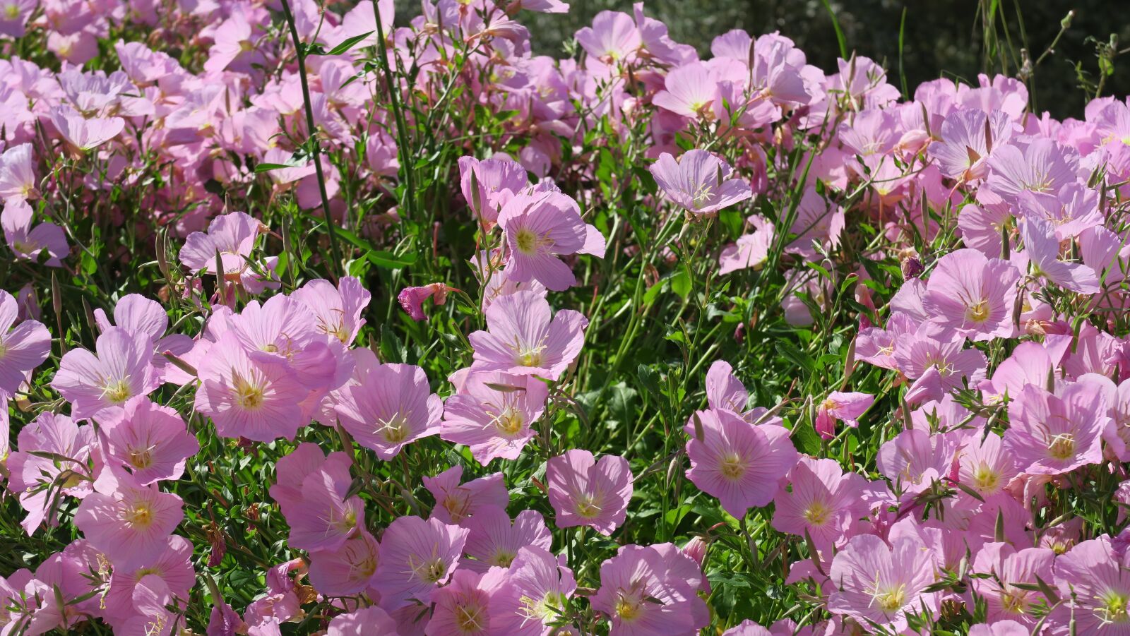 Canon PowerShot G5 X sample photo. Flower, garden, spring photography