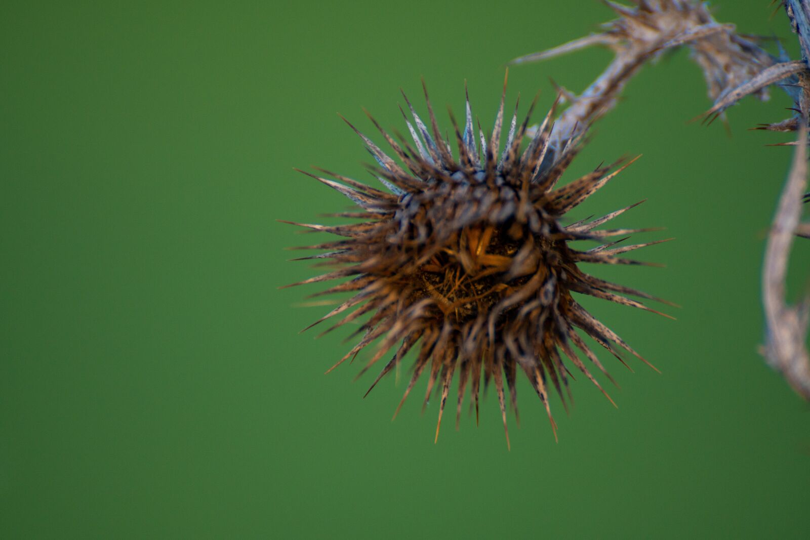 Sony DT 50mm F1.8 SAM sample photo. Thistle, dry flower, thorny photography