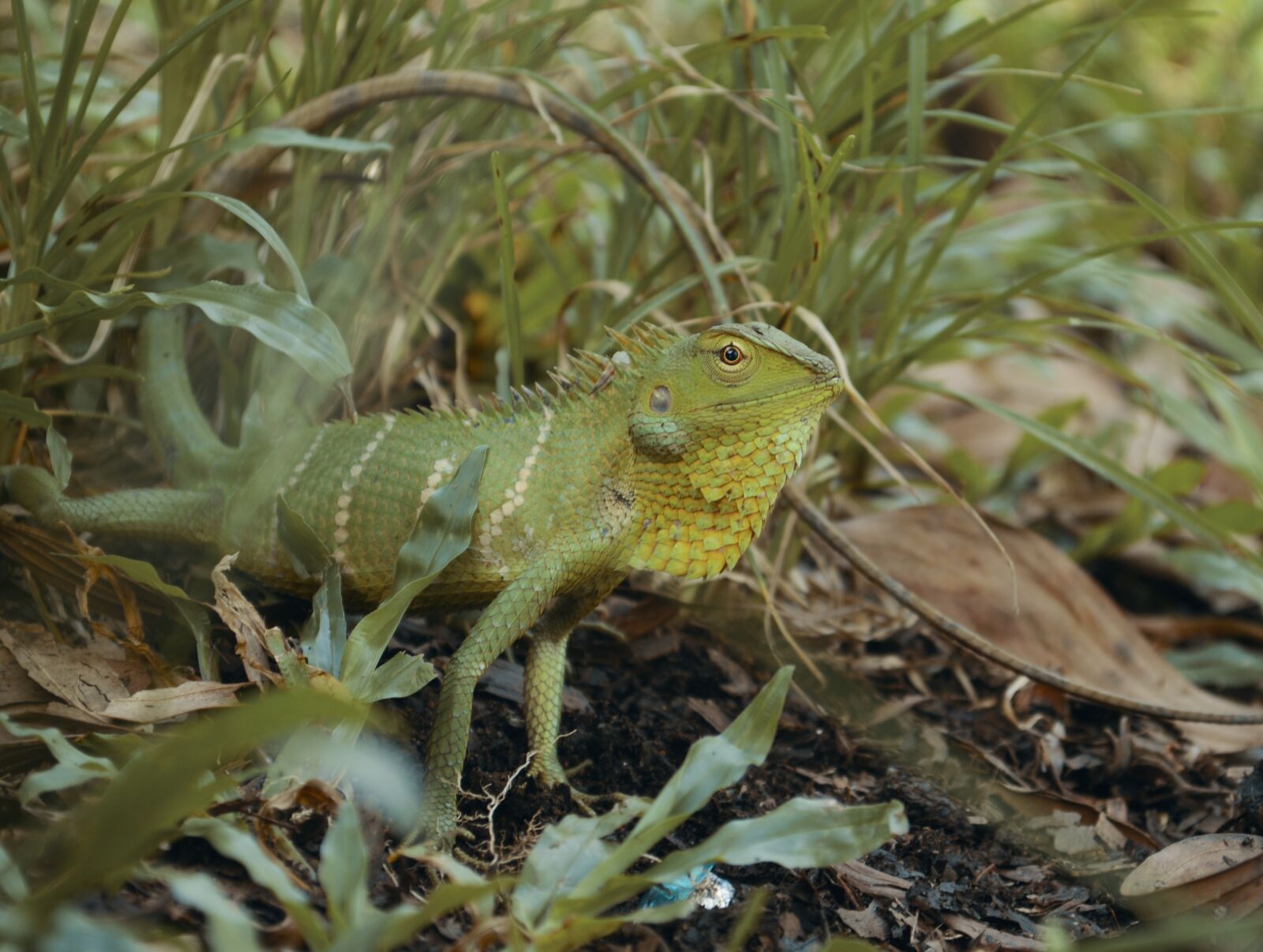 Nikon D3200 sample photo. Chameleon, nature, animal photography
