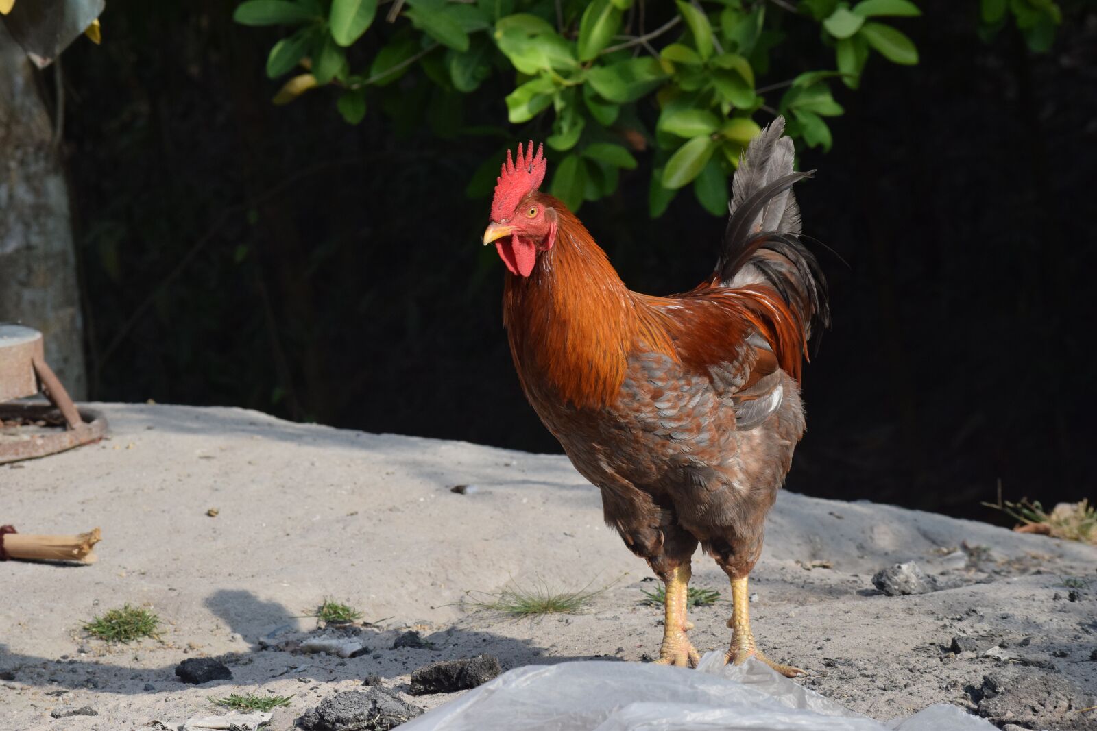 Nikon D3300 sample photo. Animal, loyalty, dong nai photography