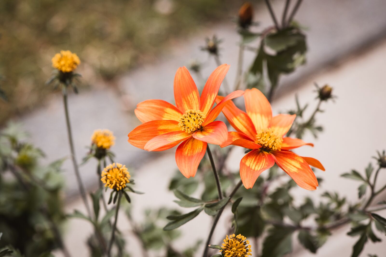 Nikon D750 sample photo. Flowers, orange, garden photography
