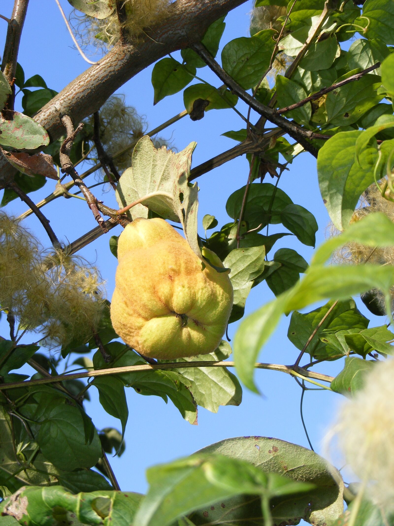 Fujifilm FinePix S5700 S700 sample photo. Cydonia, oblonga, quince photography