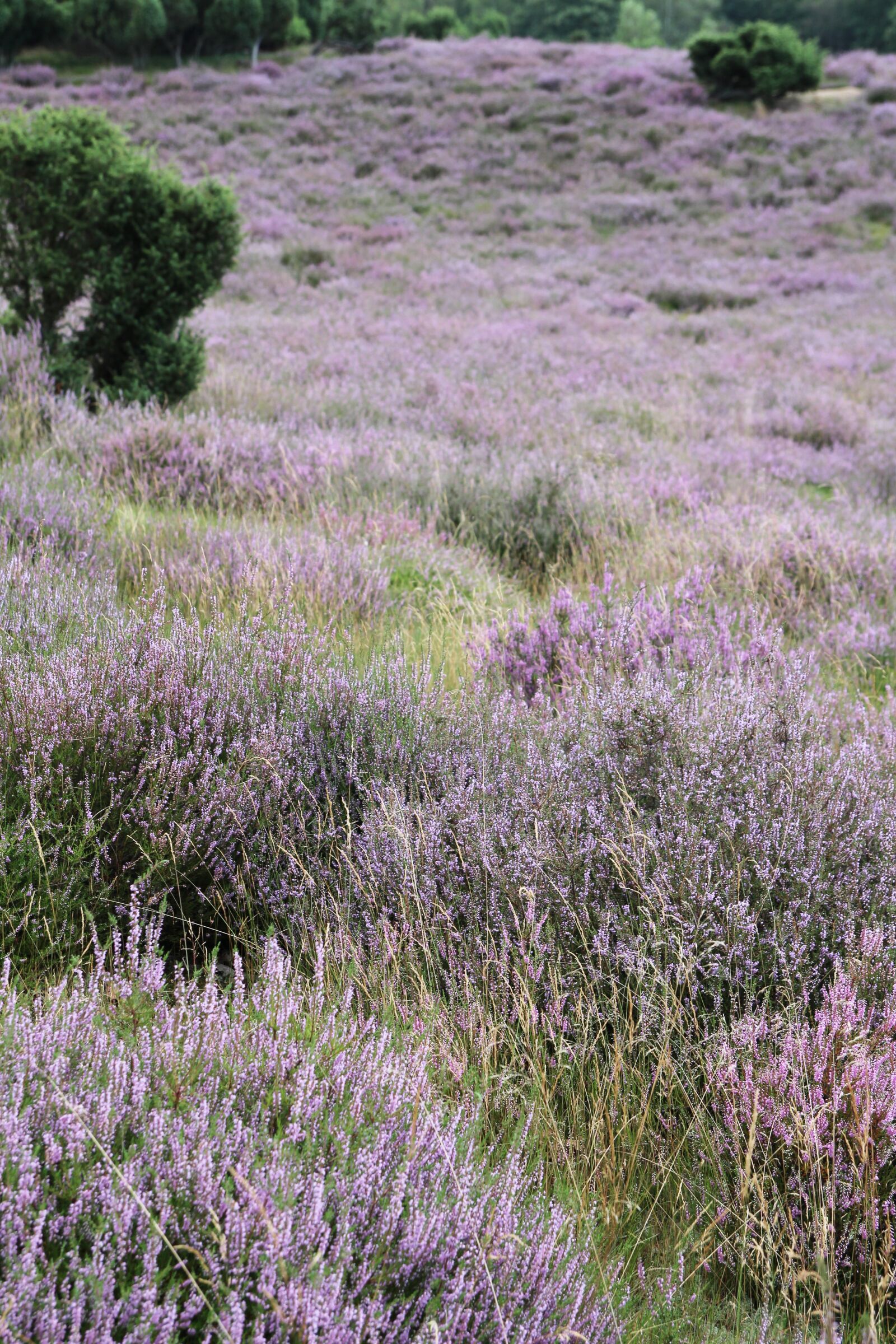 Canon EOS 700D (EOS Rebel T5i / EOS Kiss X7i) sample photo. Heather, pink, blooming photography