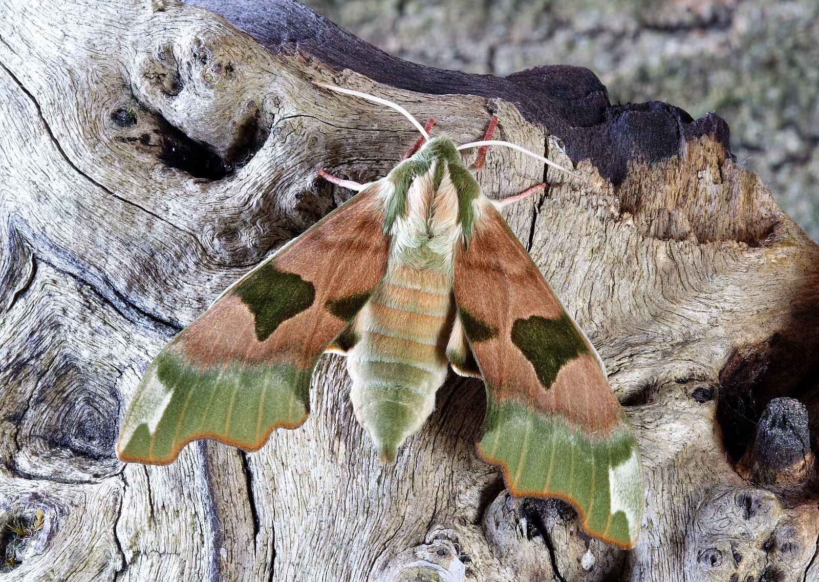 Canon EOS 350D (EOS Digital Rebel XT / EOS Kiss Digital N) sample photo. Moth, hawkmoth, wildlife photography