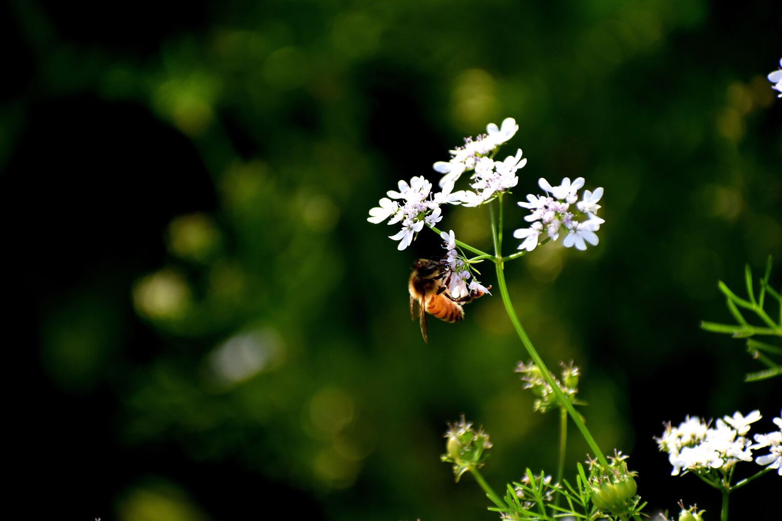 Nikon D3300 sample photo. Honeybee, nectar, flower photography