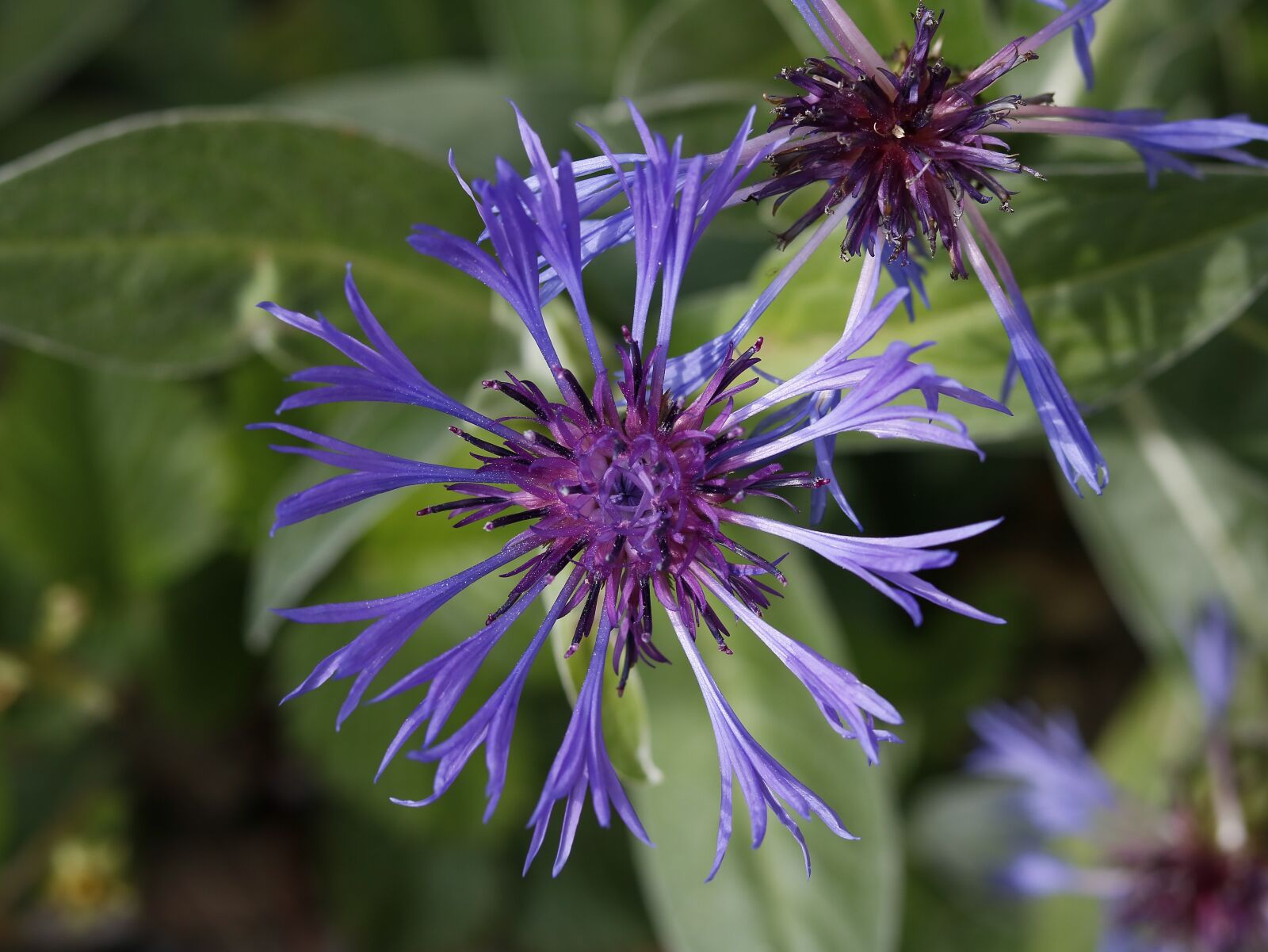 Canon EOS 750D (EOS Rebel T6i / EOS Kiss X8i) sample photo. Flowers, garden, spring photography