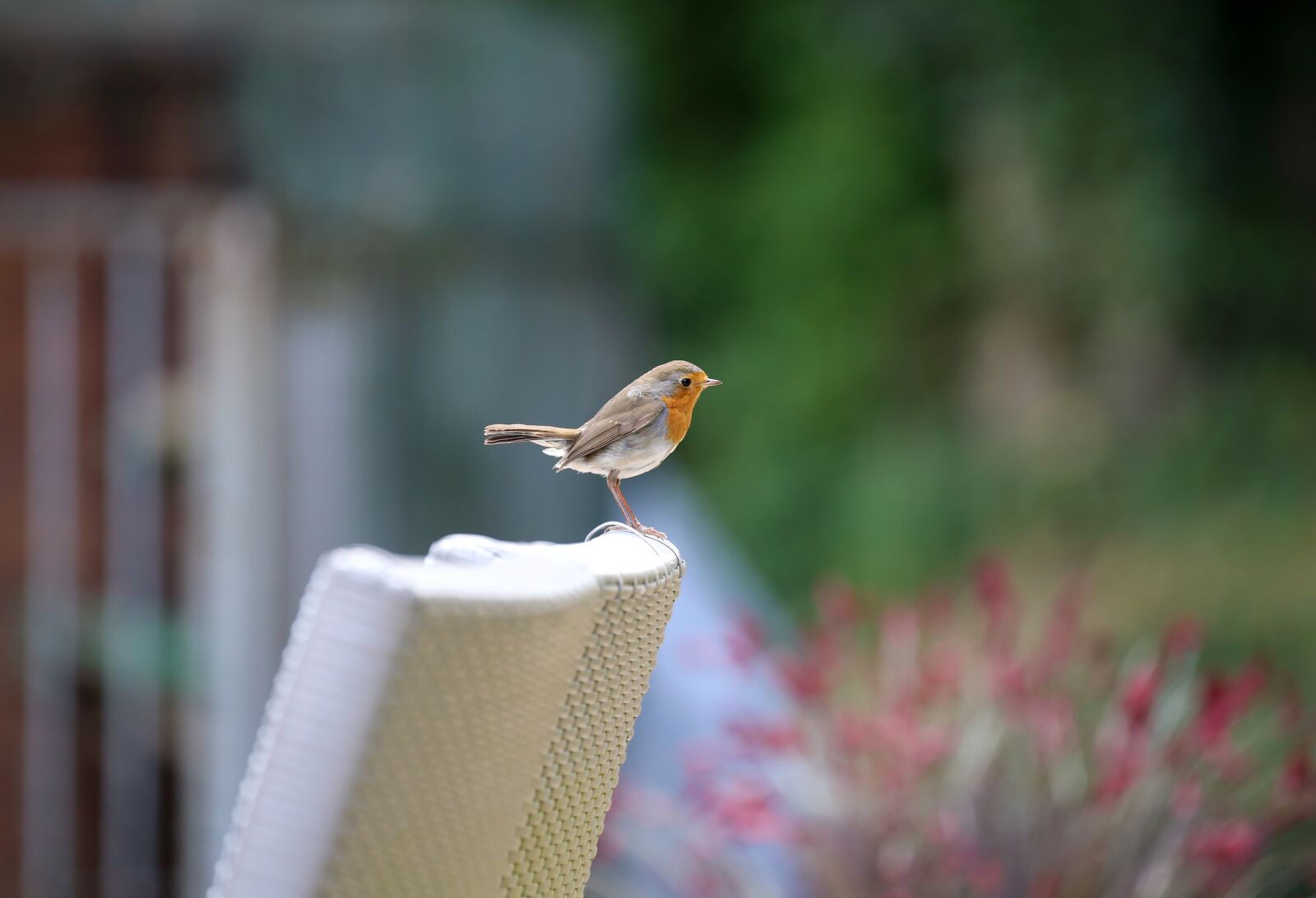 Canon EOS 6D sample photo. Robin, bird, songbird photography