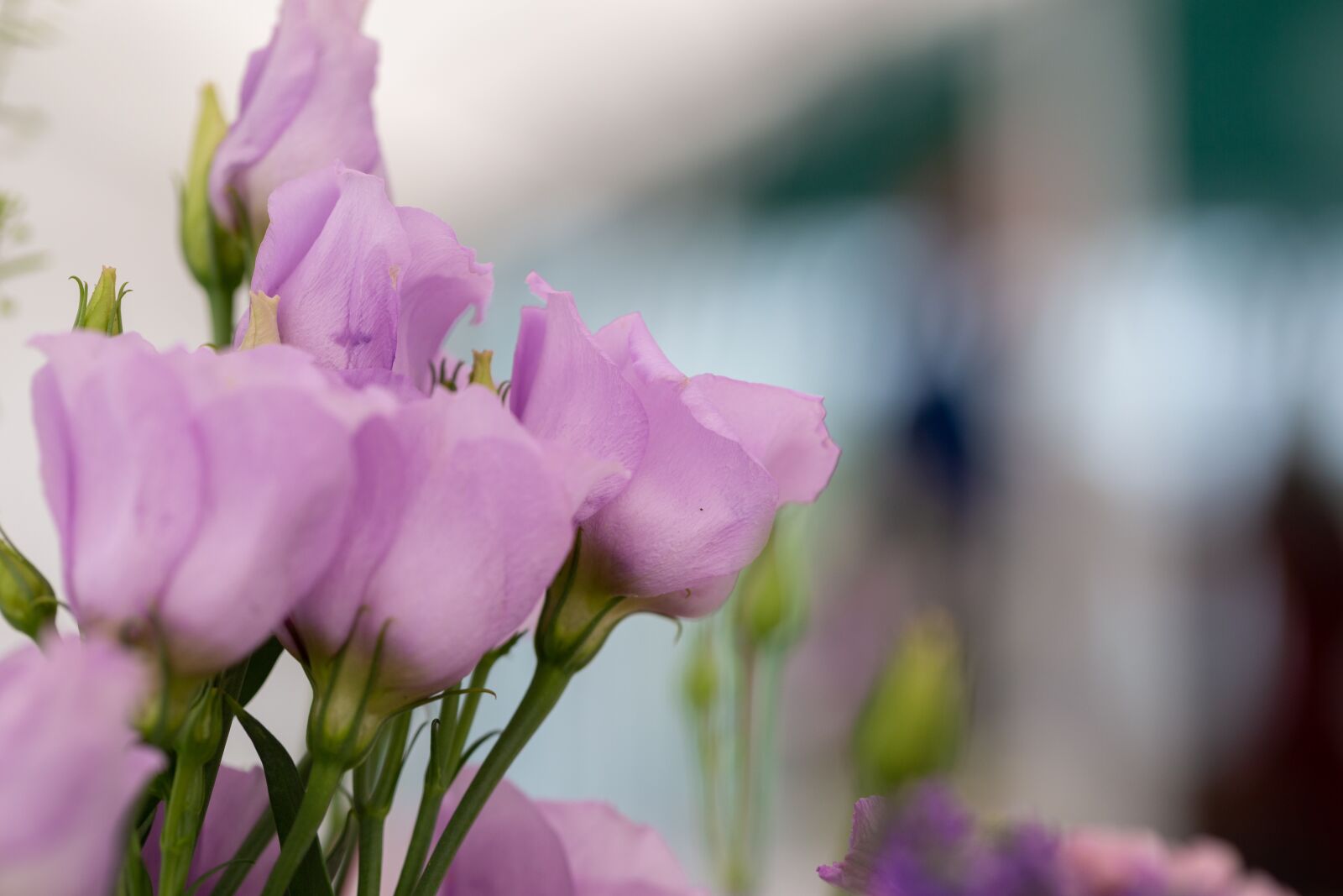 Canon EF 100mm F2.8L Macro IS USM sample photo. Flowers, deco, wedding photography