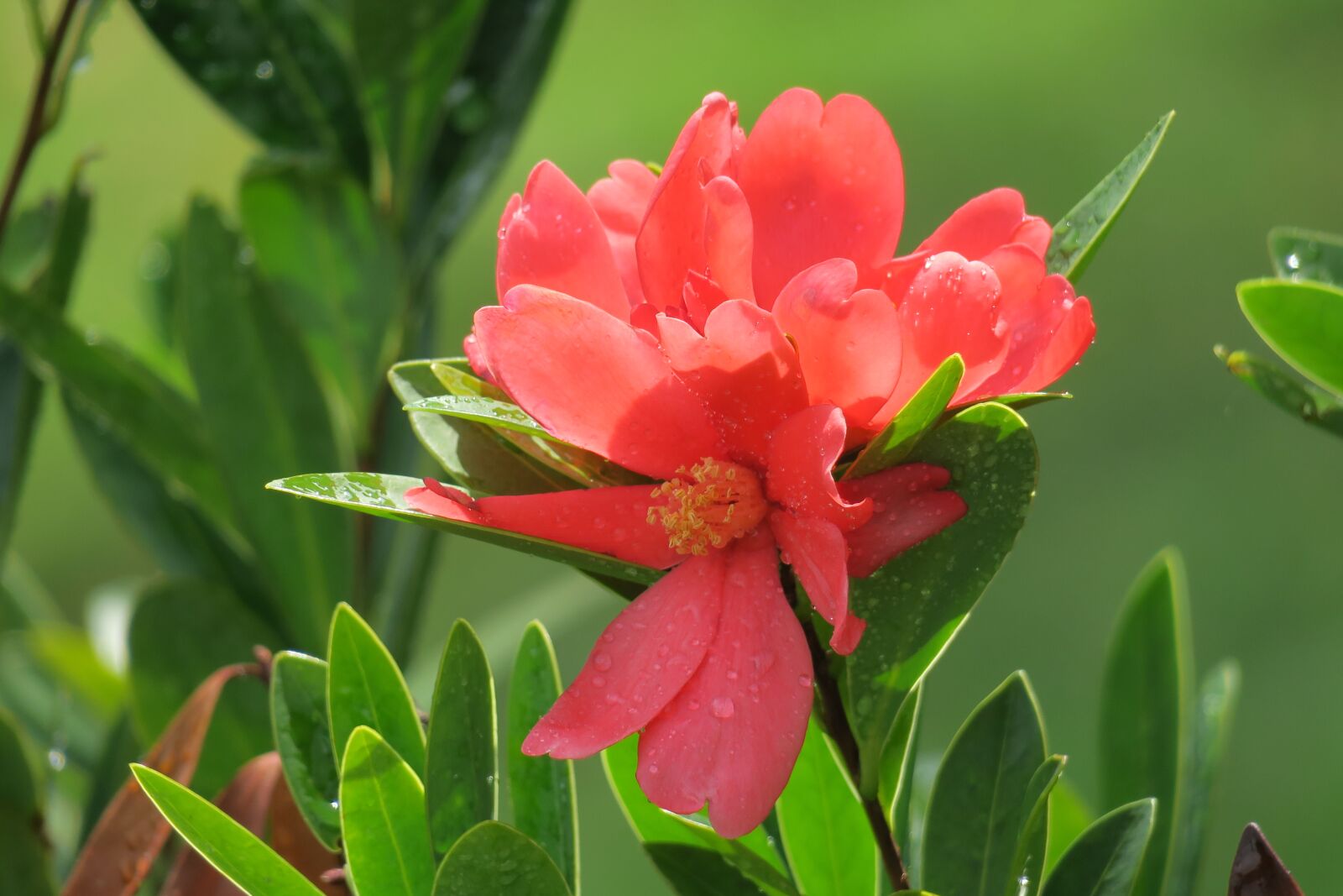 Canon PowerShot G3 X sample photo. Camellia, flower, pistil photography