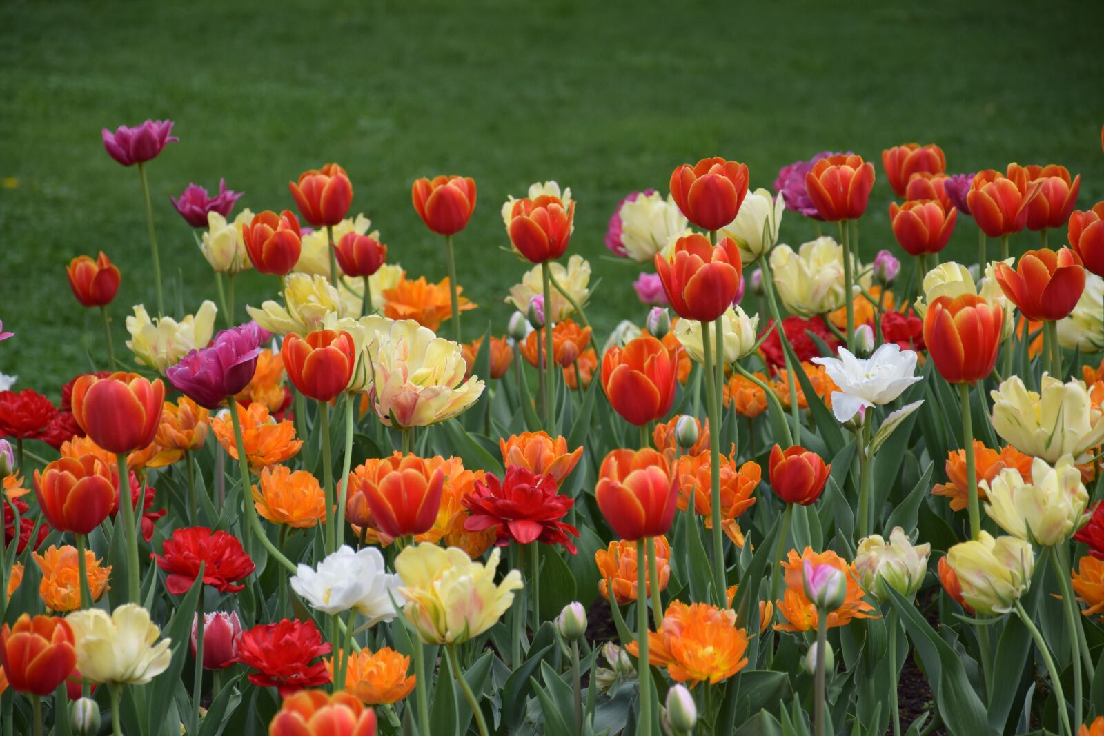 Nikon D5300 sample photo. Tulips, bright, red photography