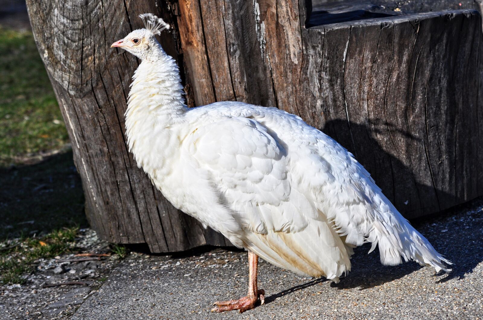 Nikon D90 sample photo. White peahen, peahen, peafowl photography