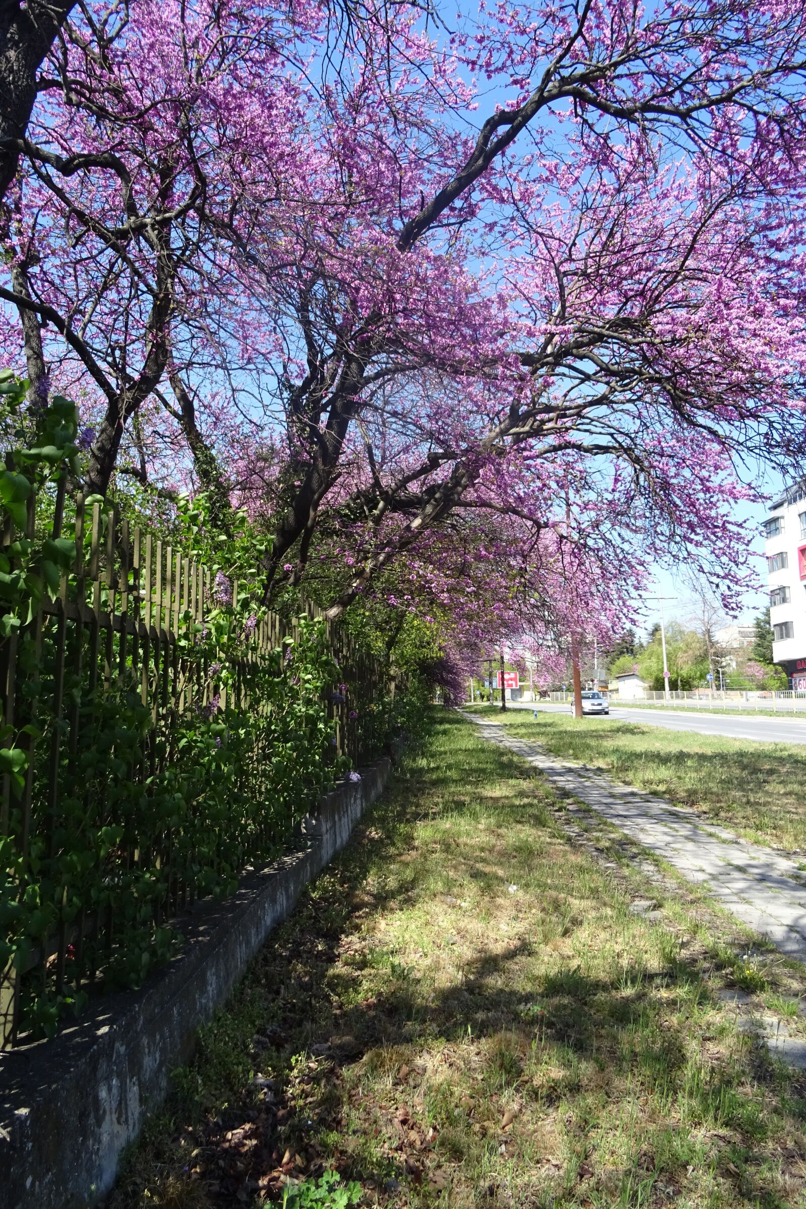 Sony DSC-HX60 sample photo. Tree, violet, spring photography