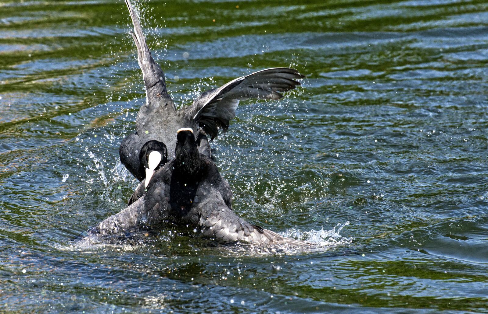 Nikon D7200 sample photo. Coots, argue, fight photography