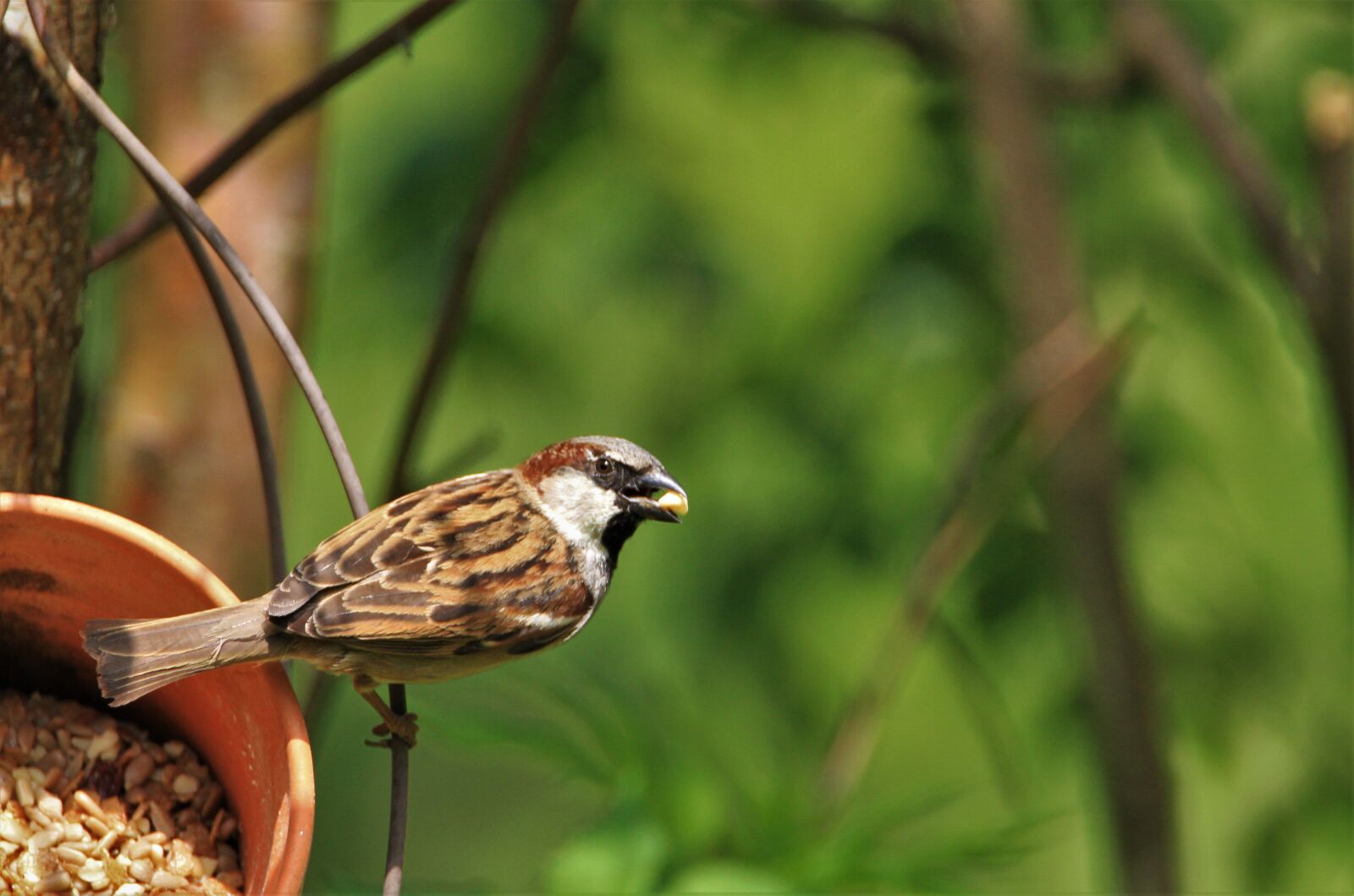 Canon EOS 7D sample photo. Sparrow, bird, songbird photography
