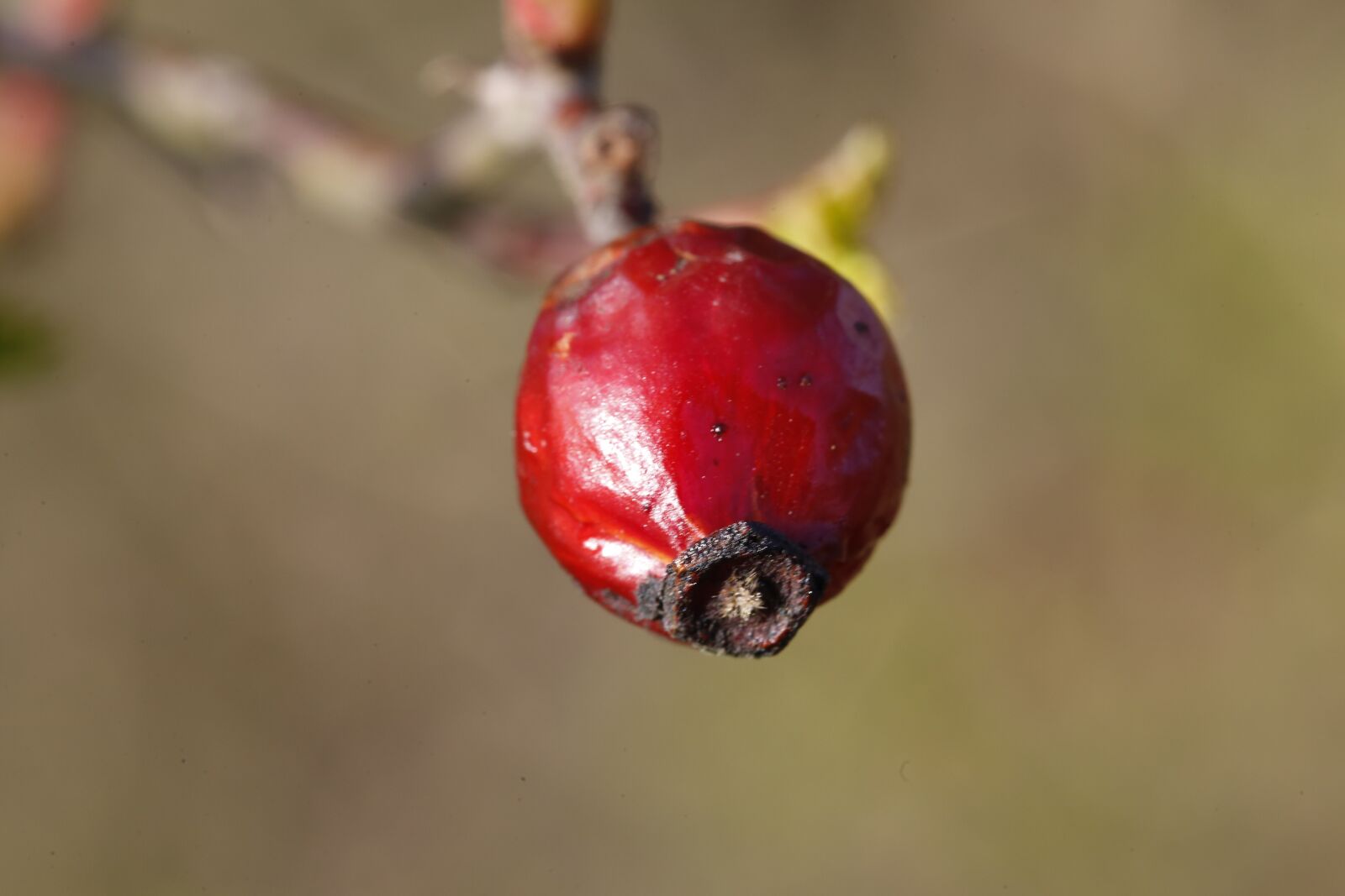 Canon EF 100mm F2.8L Macro IS USM sample photo. Spring, plant, engine photography