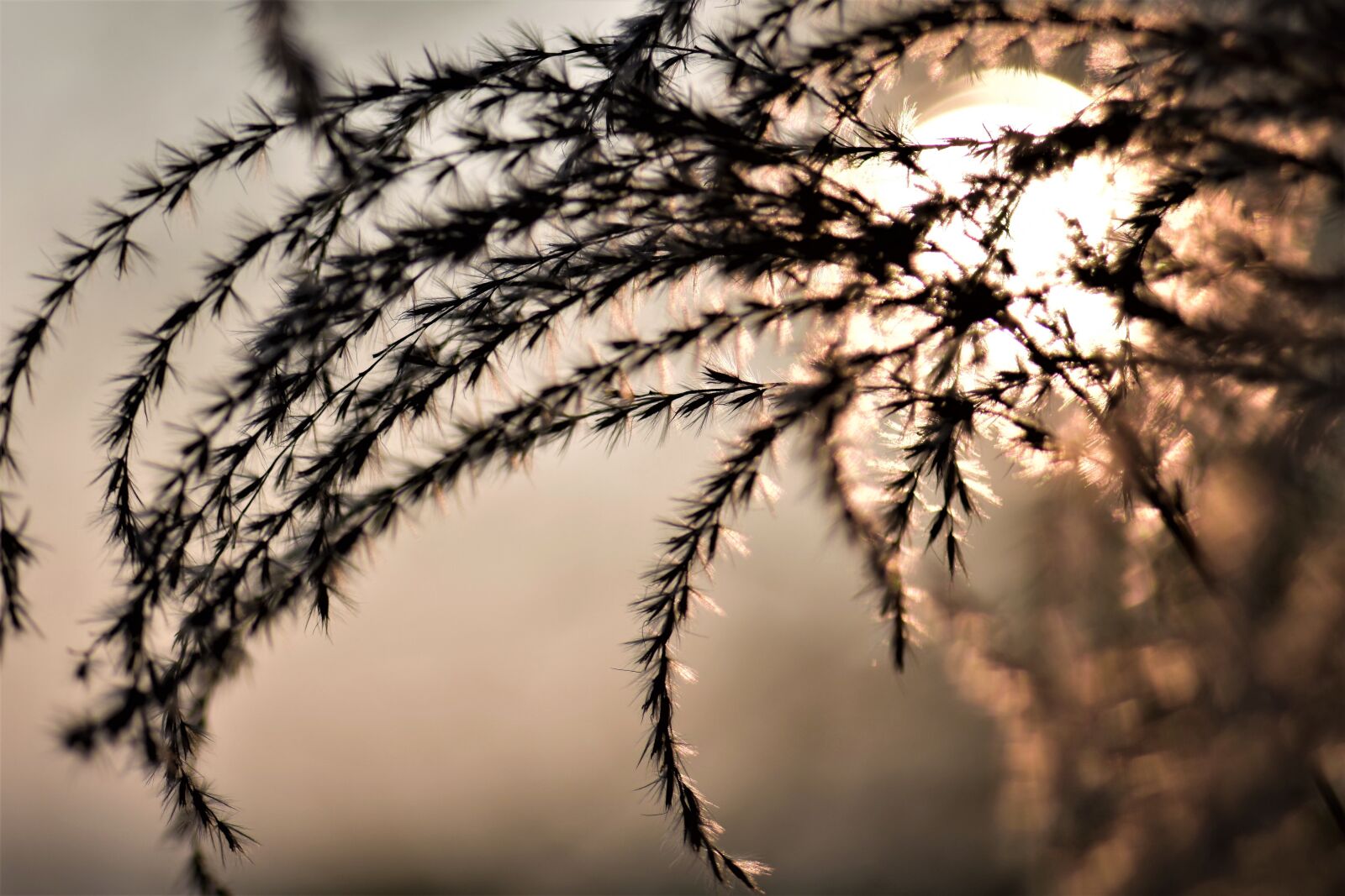 Nikon D5500 sample photo. Bamboo grassedit this page photography