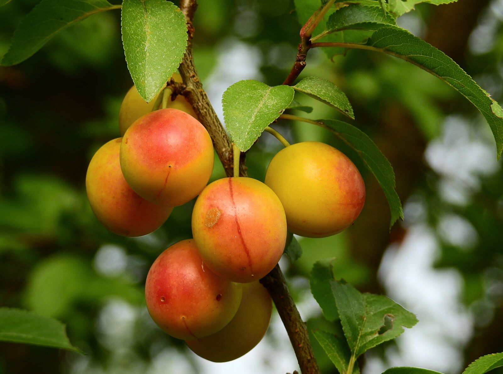 Nikon Coolpix P900 sample photo. Plum, fruit, mature photography
