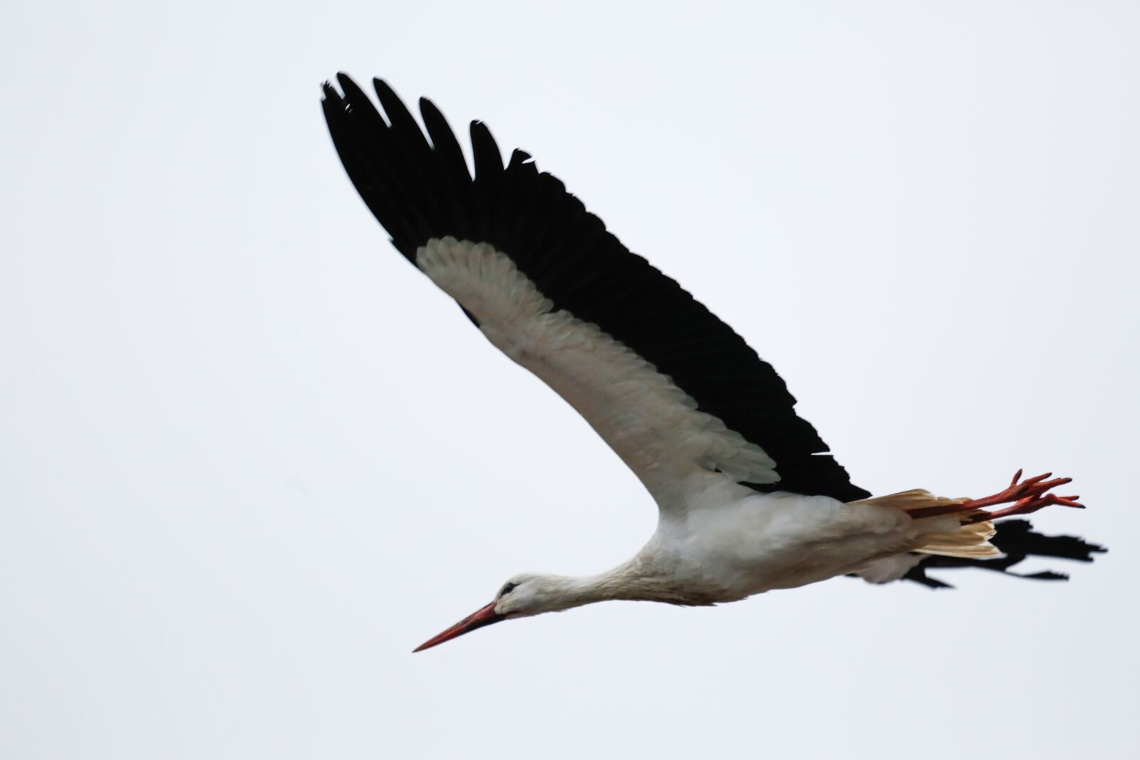 Canon EF 100-400mm F4.5-5.6L IS USM sample photo. Stork, bird, bill photography